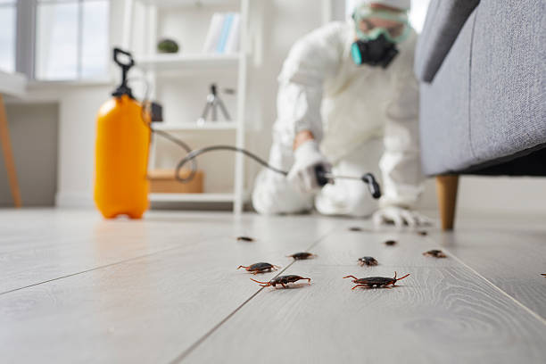 Affordable Termite Control solutions in Aloha, OR